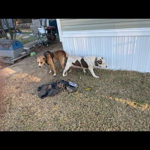 Meet your Posher, Pablo